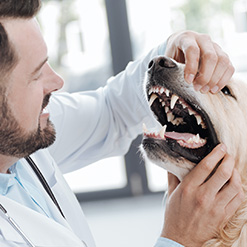 강아지 치아건강